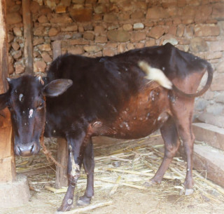 गाईवस्तुमा लाग्ने ‘लम्पी स्किन’ रोग ७६ जिल्लामा फैलियो