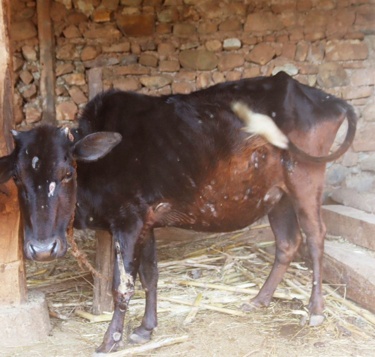 गाईवस्तुमा लाग्ने ‘लम्पी स्किन’ रोग ७६ जिल्लामा फैलियो
